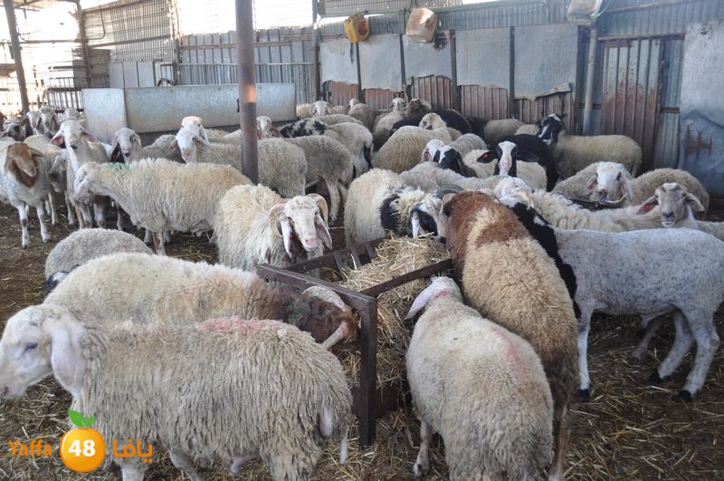 mal7ama lud 929 (14).JPG